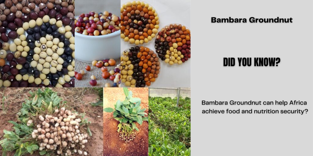 Bambara Groundnut health benefits and uses