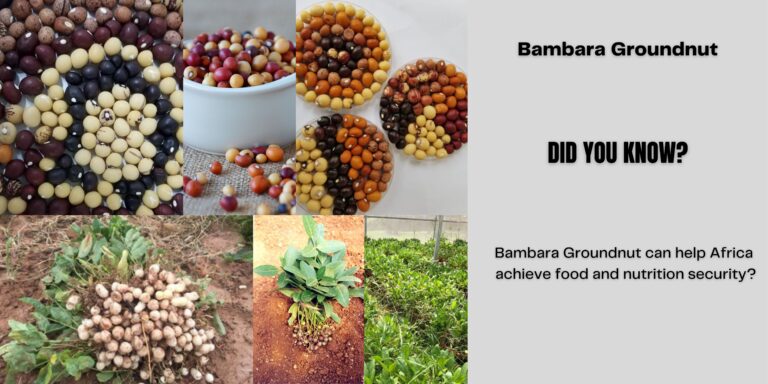 Bambara Groundnut Health Benefits and Uses