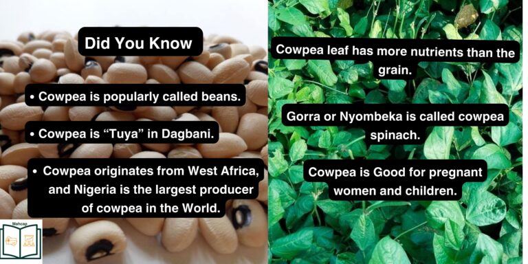 Cowpea Uses, Nutritional, and Health Benefits