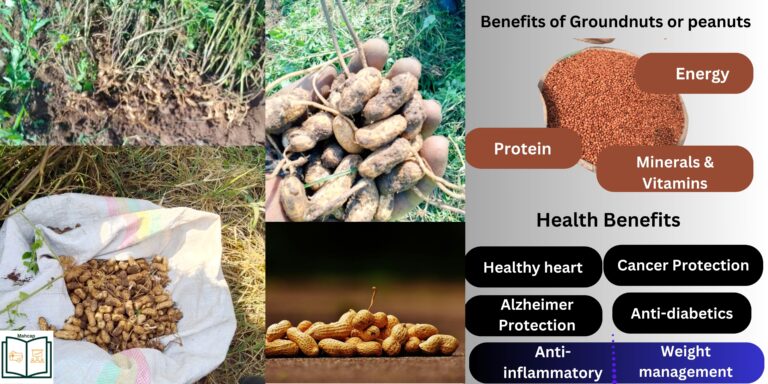 Nutrition and Health Benefits of Groundnuts/Peanuts