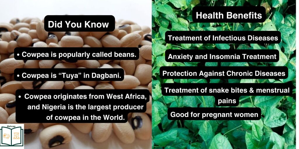 cowpea or bean facts