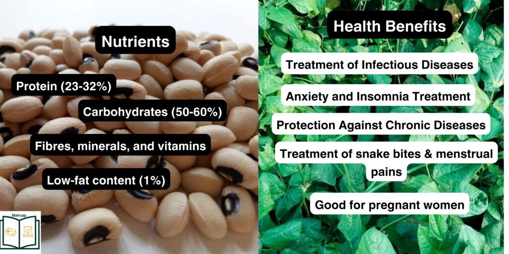 Cowpea or beans nutrition and health benefits.