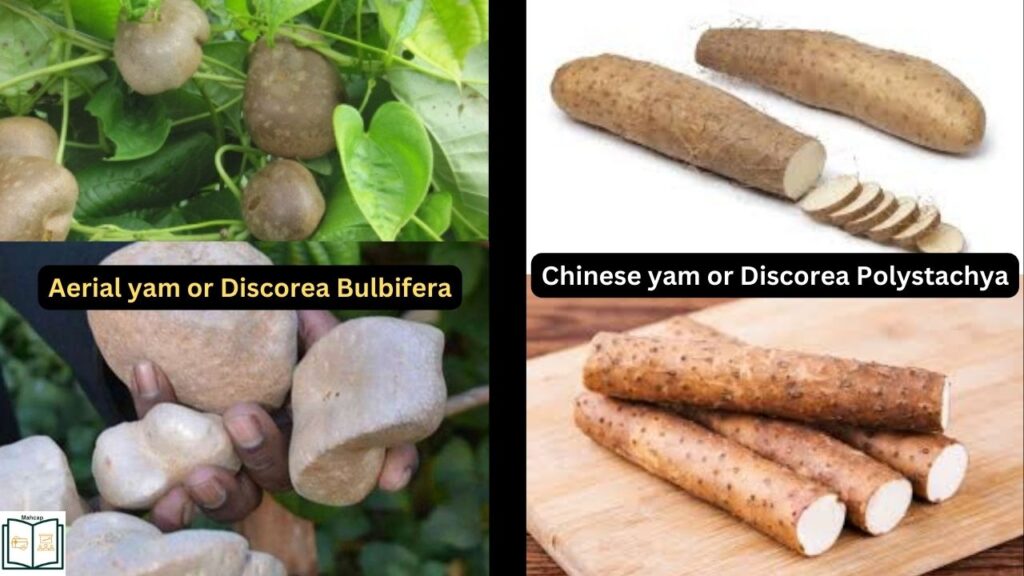 Chinese yam and Aerial yam uses and health benefits.