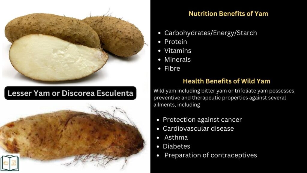 Lesser yam and benefits of yam