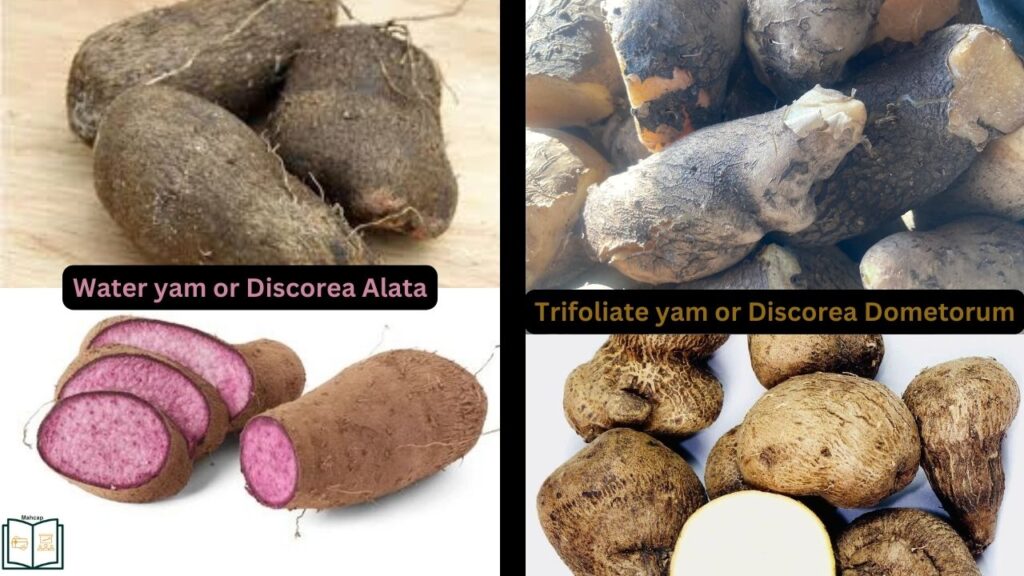 water yam and trifoliate or bitter yam.