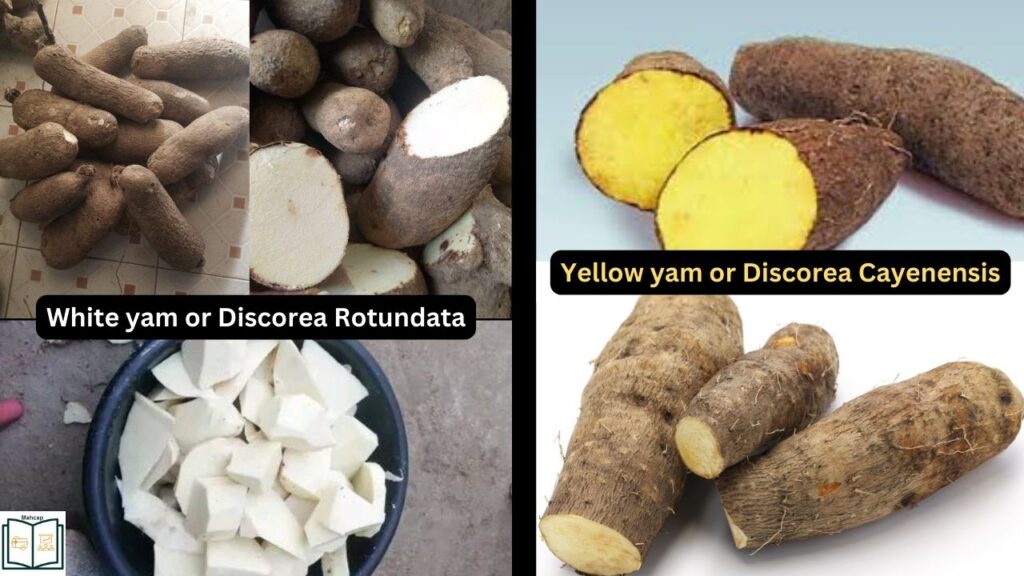 white and yellow yam benefits and uses.