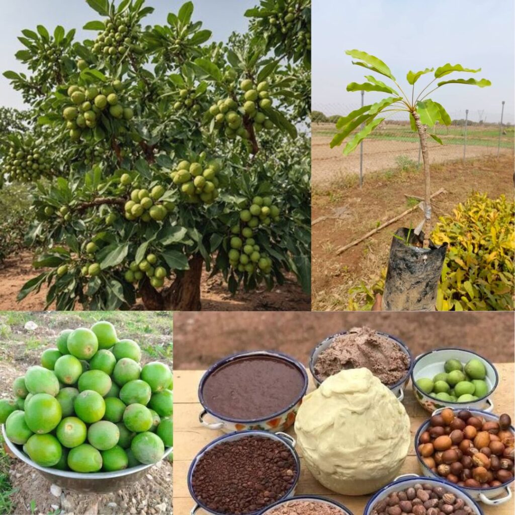 Shea nut tree and shea nut butter