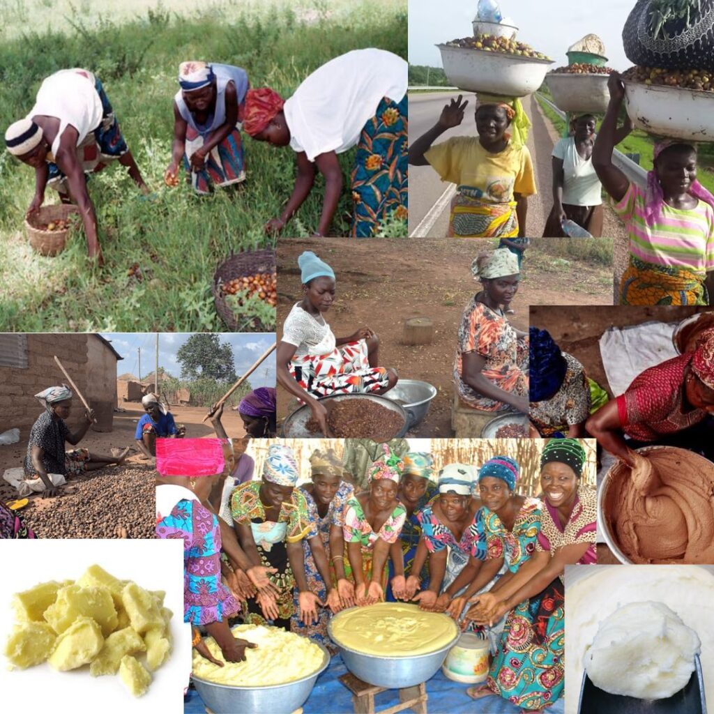 Shea nut women value chain